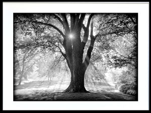 Grandfather Tree